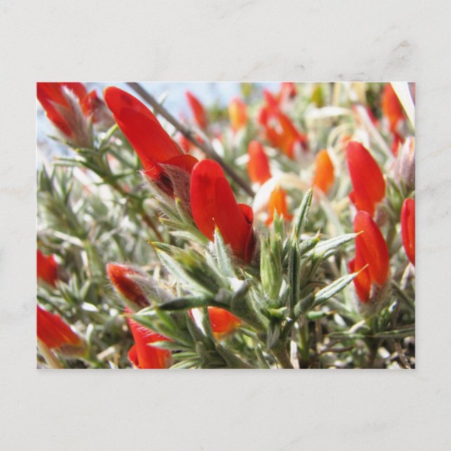 Neneo, Torres del Paine, Chile Vykort (Framsida)