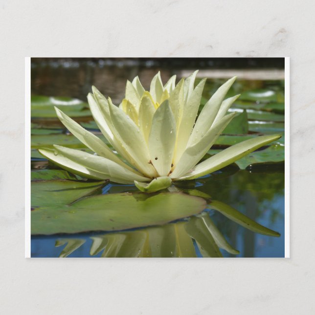 Nénuphar Vykort (Framsida)