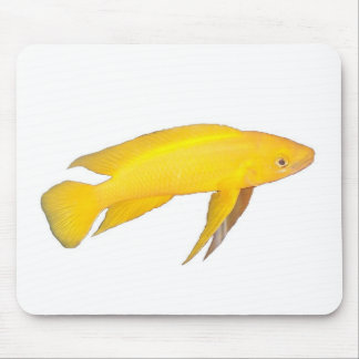 Neolamprologus leleupi musmatta
