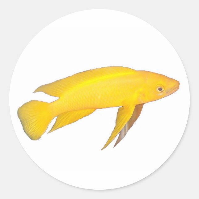 Neolamprologus leleupi runt klistermärke (Framsida)