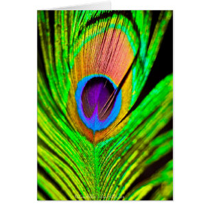 Neon Färg Peacock Feather Hälsningskort