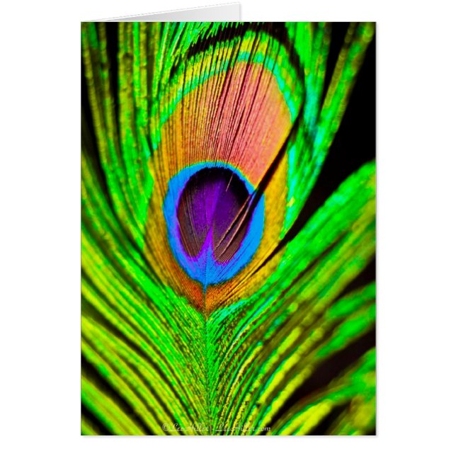 Neon Färg Peacock Feather Hälsningskort (Framsidan)