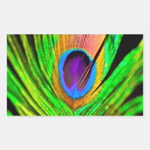 Neon Färg Peacock Feather Rektangulärt Klistermärke
