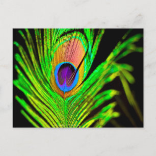 Neon Färg Peacock Feather Vykort
