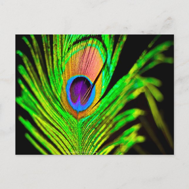 Neon Färg Peacock Feather Vykort (Framsida)