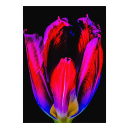 Neon Glow Tulip Fototryck