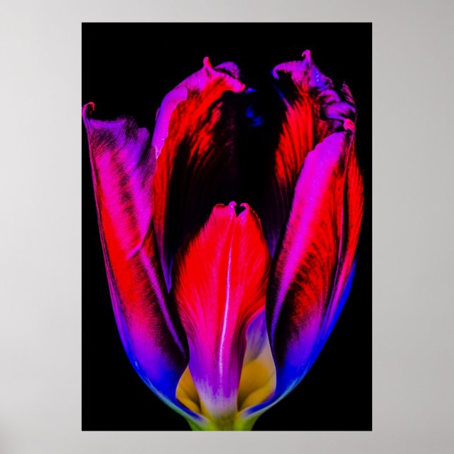 Neon Glow Tulip Poster (Framsidan)