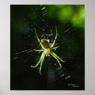 Neon Grönt Spider Poster