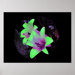 Neon Lilies Photograph Poster / Skriv ut
