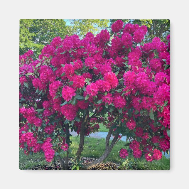 Neon Nature Magnet (Framsidan)