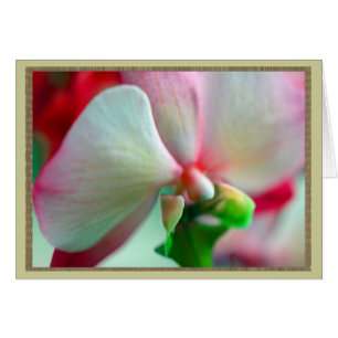 Neon Orchid OBS Kort