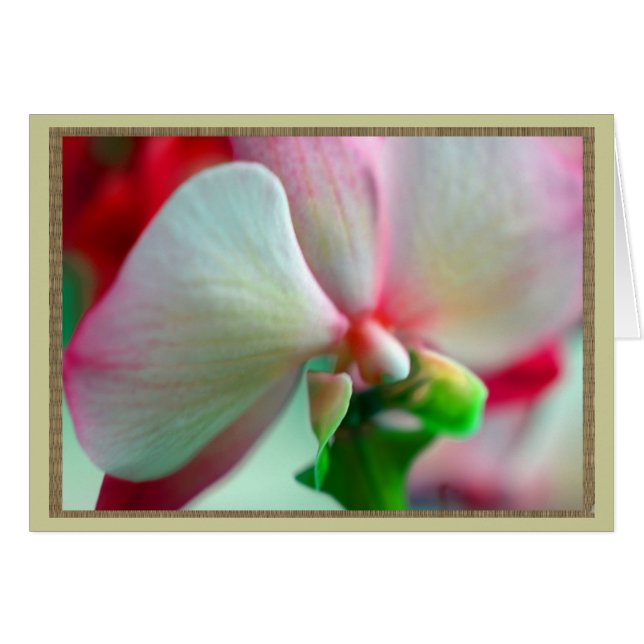 Neon Orchid OBS Kort (Framsidan Horizontal)