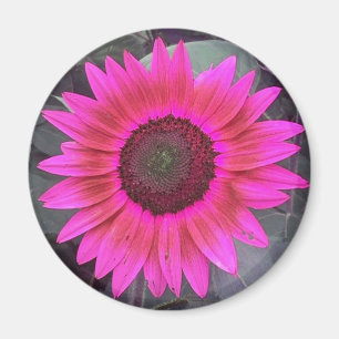 Neon Rosa Solros Magnet