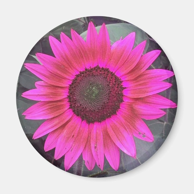 Neon Rosa Solros Magnet (Framsidan)