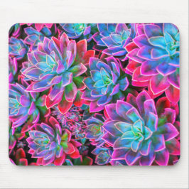 Neon rosa Succulent plant Musmatta