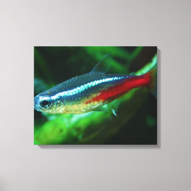 Neon Tetra Fish Paracheirodon Innesi Canvastryck (Framsida)