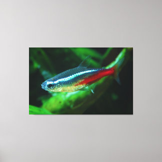 Neon Tetra Fish Paracheirodon Innesi Canvastryck