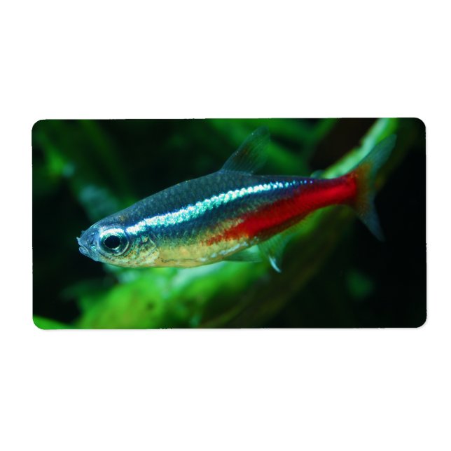 Neon Tetra Fish Paracheirodon Innesi Fraktsedel (Framsidan)