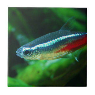 Neon Tetra Fish Paracheirodon Innesi Kakelplatta