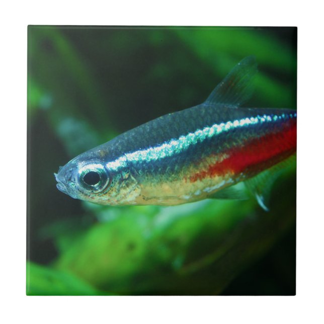Neon Tetra Fish Paracheirodon Innesi Kakelplatta (Framsidan)