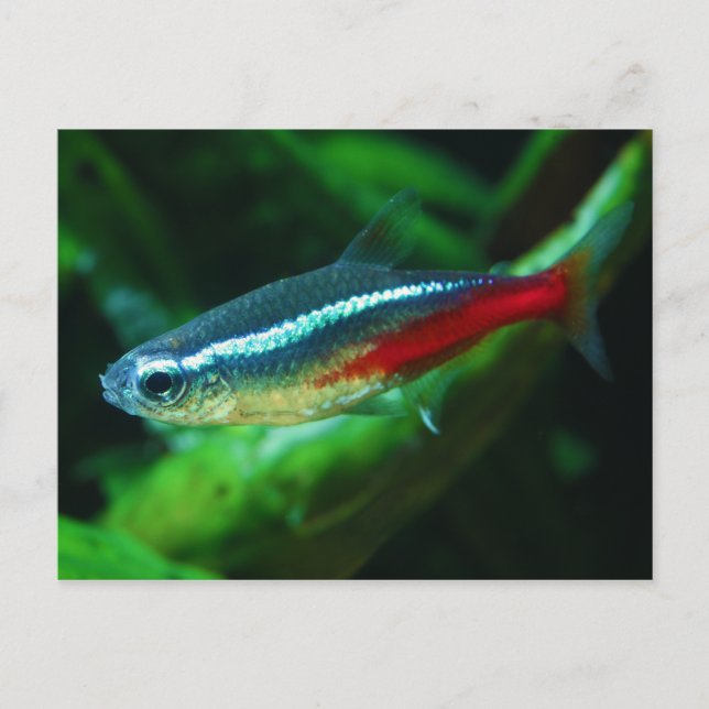 Neon Tetra Fish Paracheirodon Innesi Vykort (Framsida)