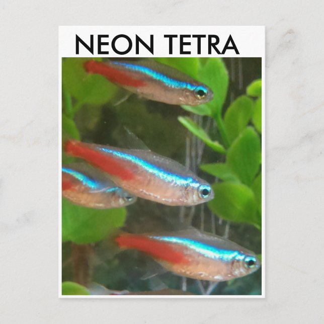 Neon Tetra-fiskvykort Vykort (Framsida)