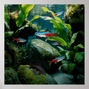 Neon Tetras Plecostomus Aquarium Fish Tank Älskare Poster