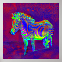 neon zebra