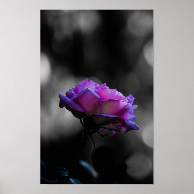 Neonrosa på svart-vit Bokeh-affisch Poster (Framsidan)