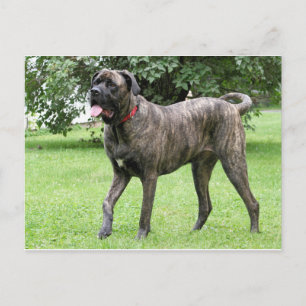 Neopolitan Mastiff Cyclone 01 Vykort