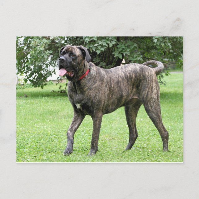 Neopolitan Mastiff Cyclone 01 Vykort (Framsida)
