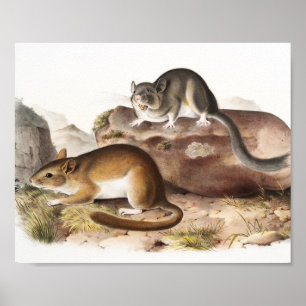 Neotommus från Rocky Mountain (Neotoma Drummondii) Poster