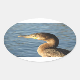 Neotropic Cormorant Ovalt Klistermärke