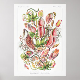 Nepenthes Art Printing Poster