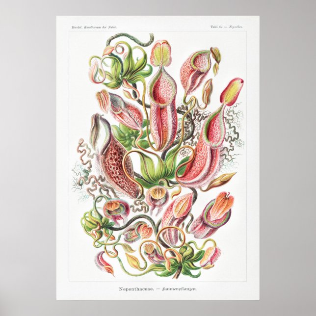 Nepenthes Art Printing Poster (Framsidan)
