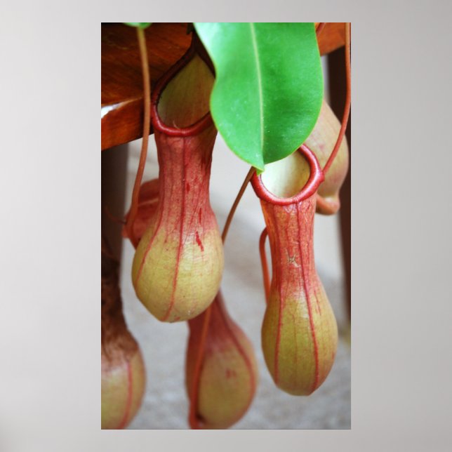 Nepenthes Dangling Poster (Framsidan)