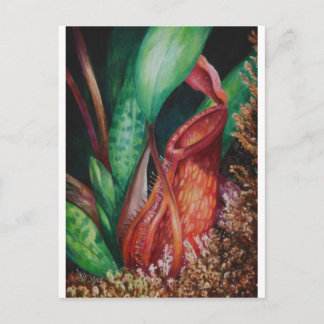 Nepenthes Från Borneo Akvarell Konst Vykort