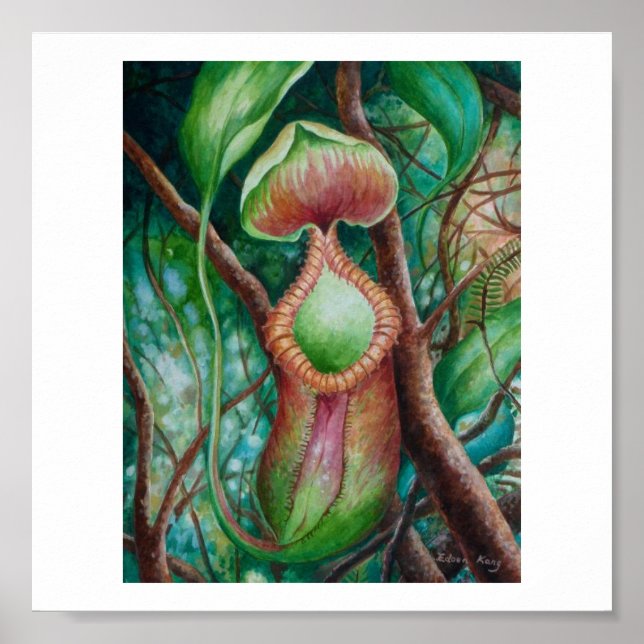 Nepenthes Marcophylla Watercolor Art Poster (Framsidan)