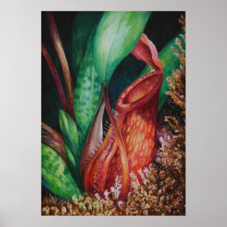 Nepenthes of Mesilau Watercolor Art Poster