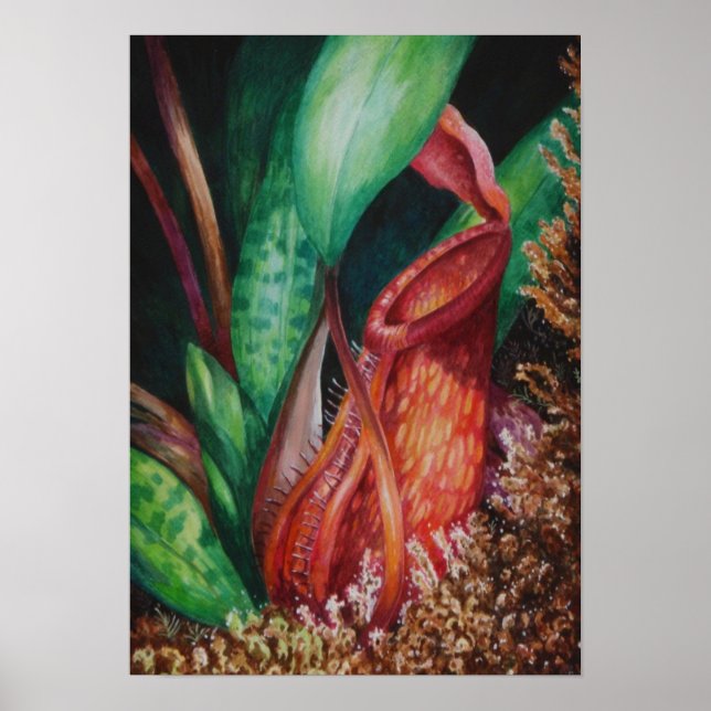 Nepenthes of Mesilau Watercolor Art Poster (Framsidan)