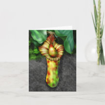 Nepenthes, Pitcher Plant Illustration