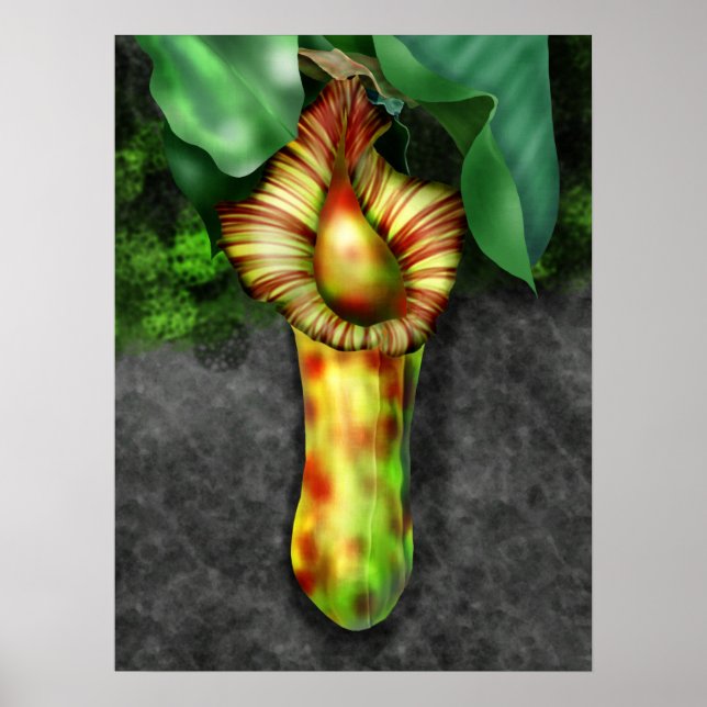 Nepenthes, Pitcher Plant Illustration Poster (Framsidan)
