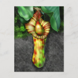 Nepenthes, Pitcher Plant Illustration Vykort