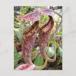 Nepenthes rafflesiana Photo Post Card Vykort