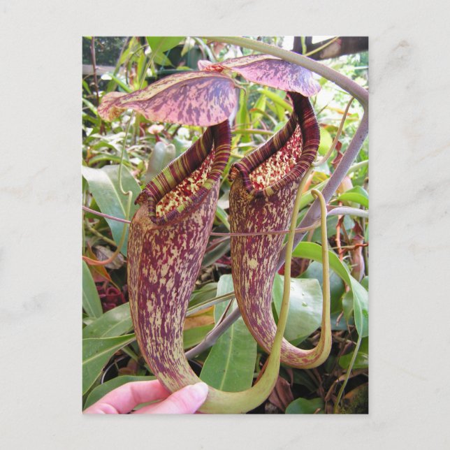 Nepenthes rafflesiana Photo Post Card Vykort (Framsida)