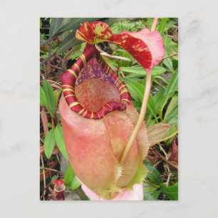 Nepenthes sumatrana Photo Post Card Vykort