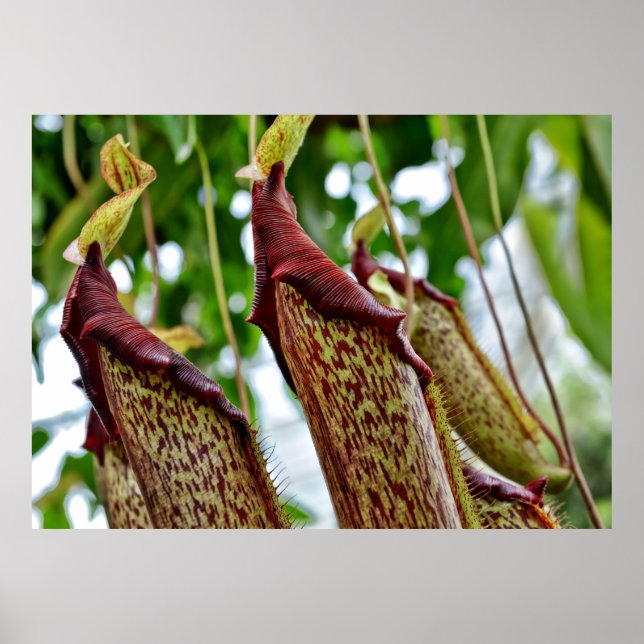 Nepenthes-växter Poster (Framsidan)
