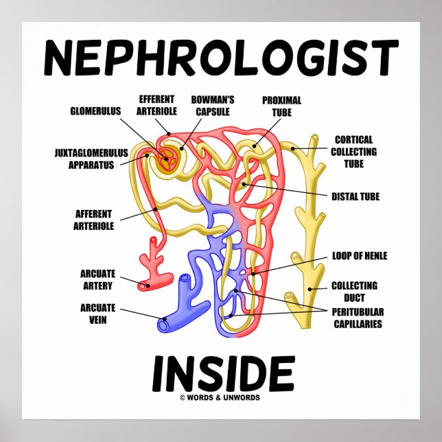 Nephrologist Inside Kidney Nephron Poster (Framsidan)