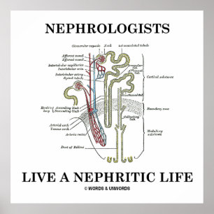 Nephrologists bor ett Nephritic liv (Nephron) Poster
