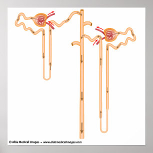 Nephron anatomi poster